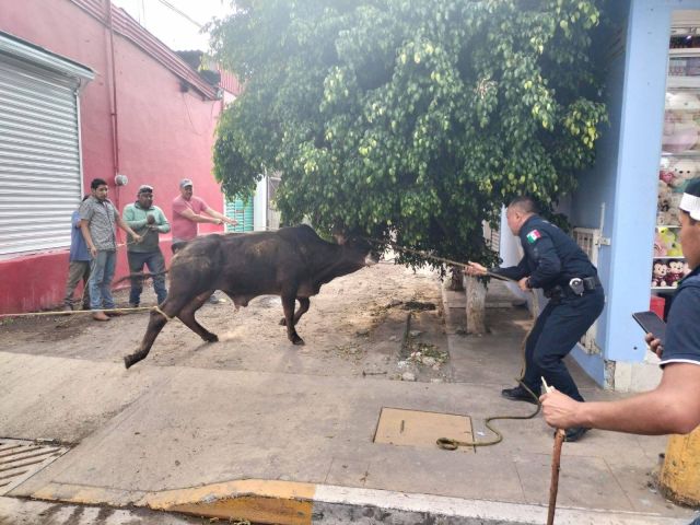 21 toros corren por carretera y calles en la panplonada de Texcoco 